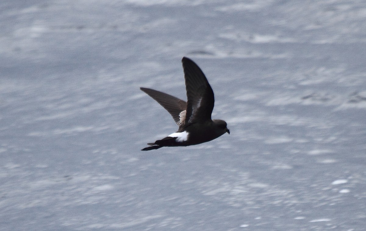 Wilson's Storm-Petrel (Fuegian) - ML622049950