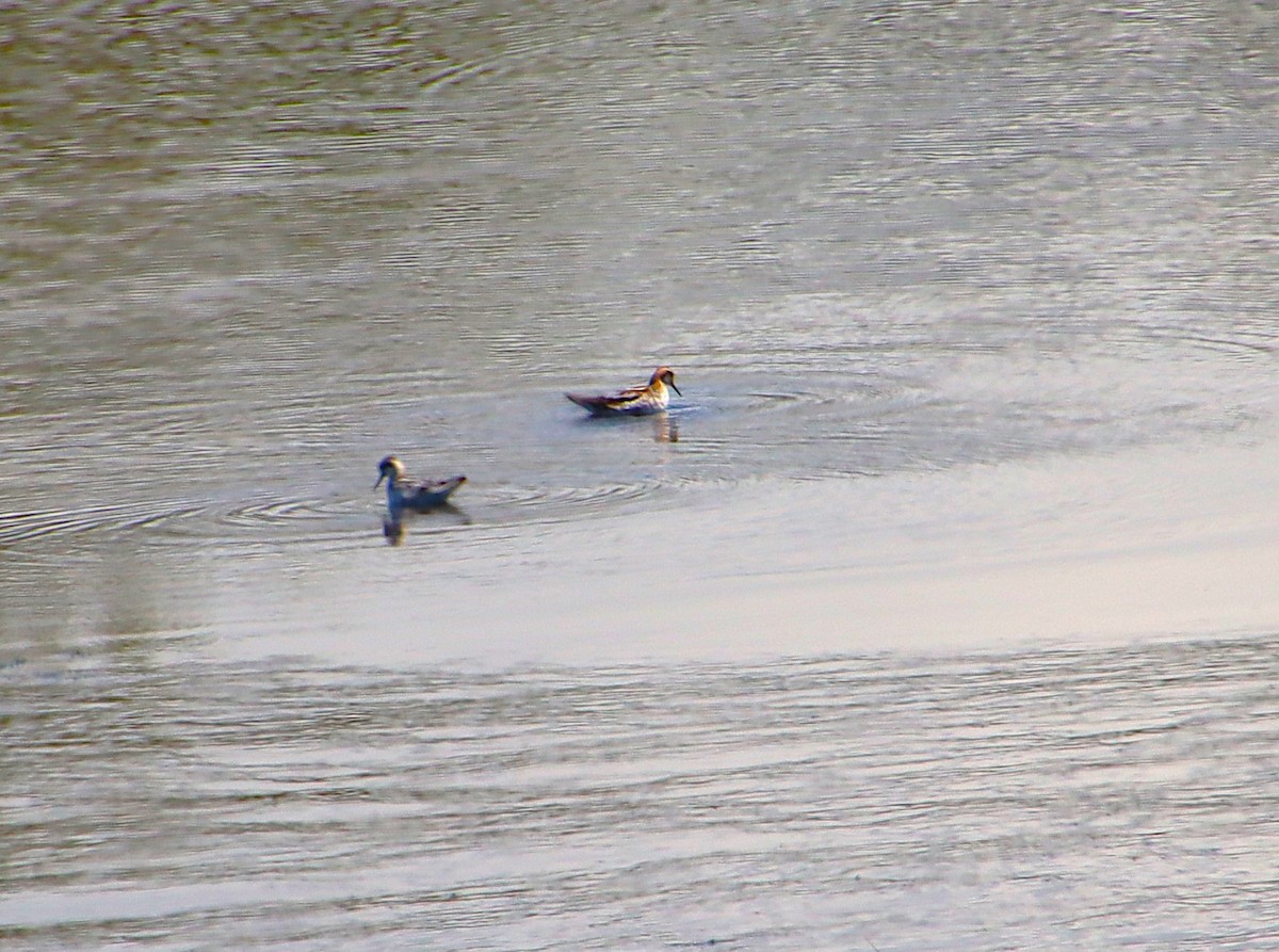 Red-necked Phalarope - ML622049952