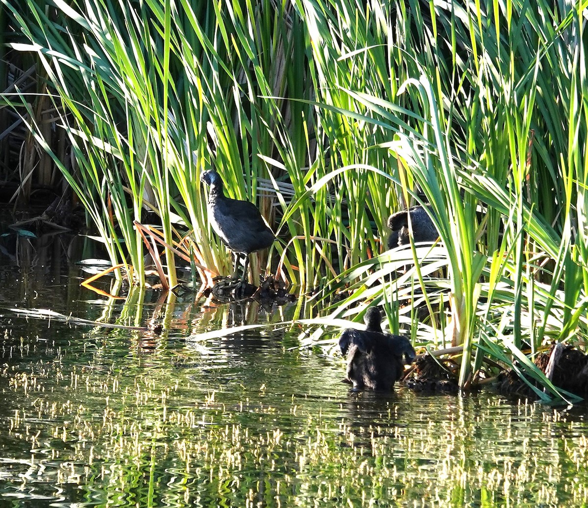 American Coot - ML622049953