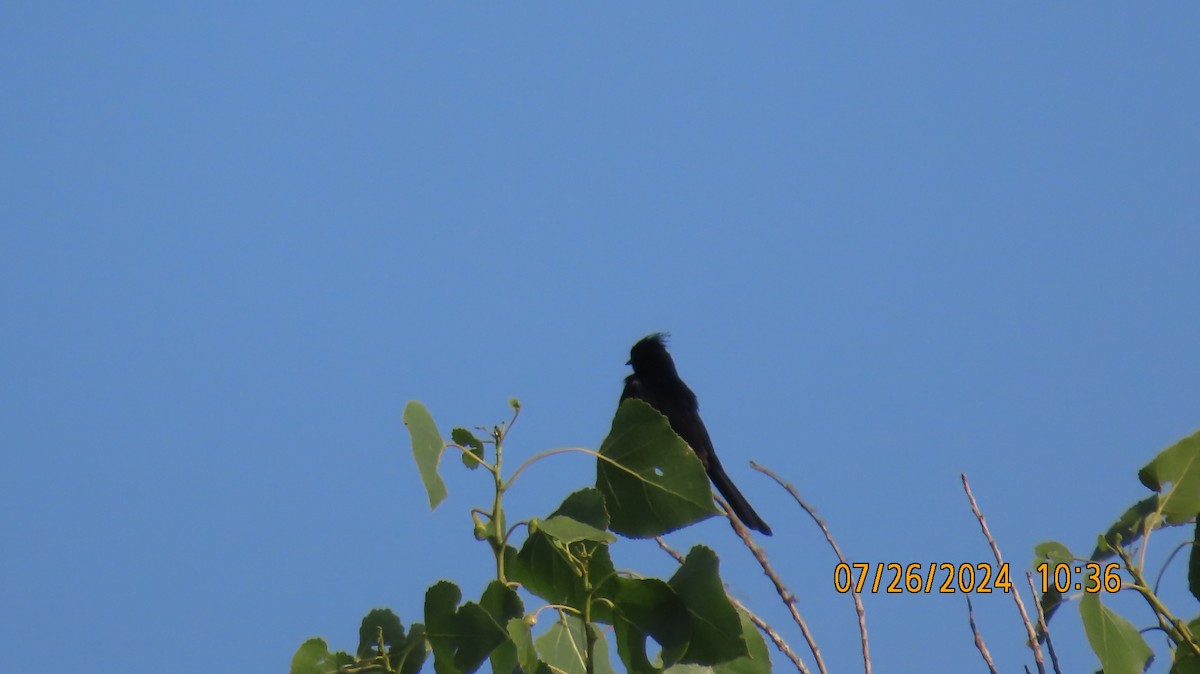 Phainopepla - Ed Wallace