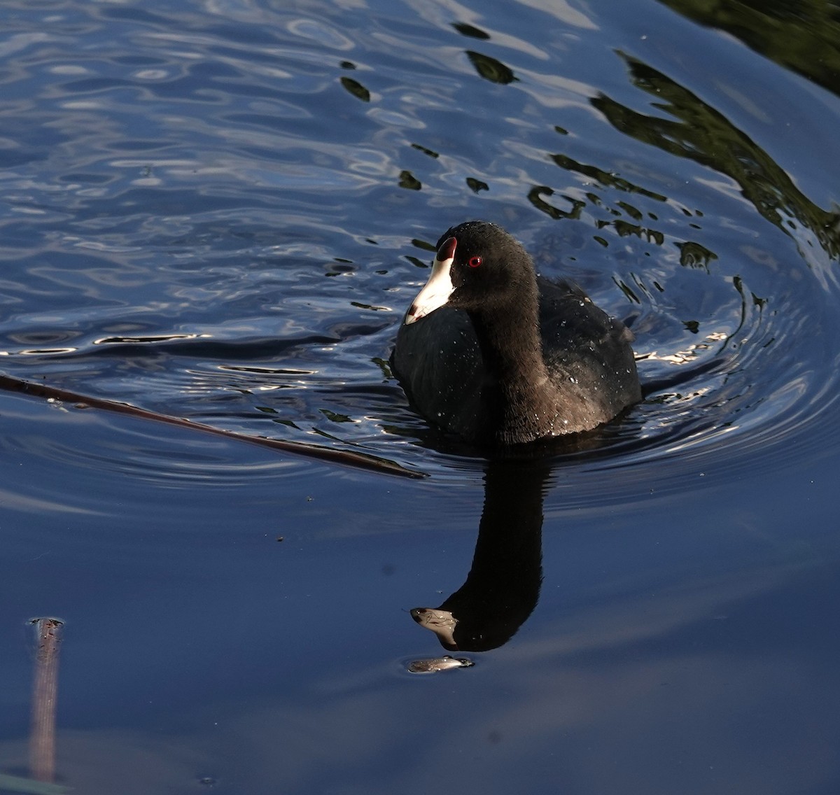 American Coot - Diane Stinson