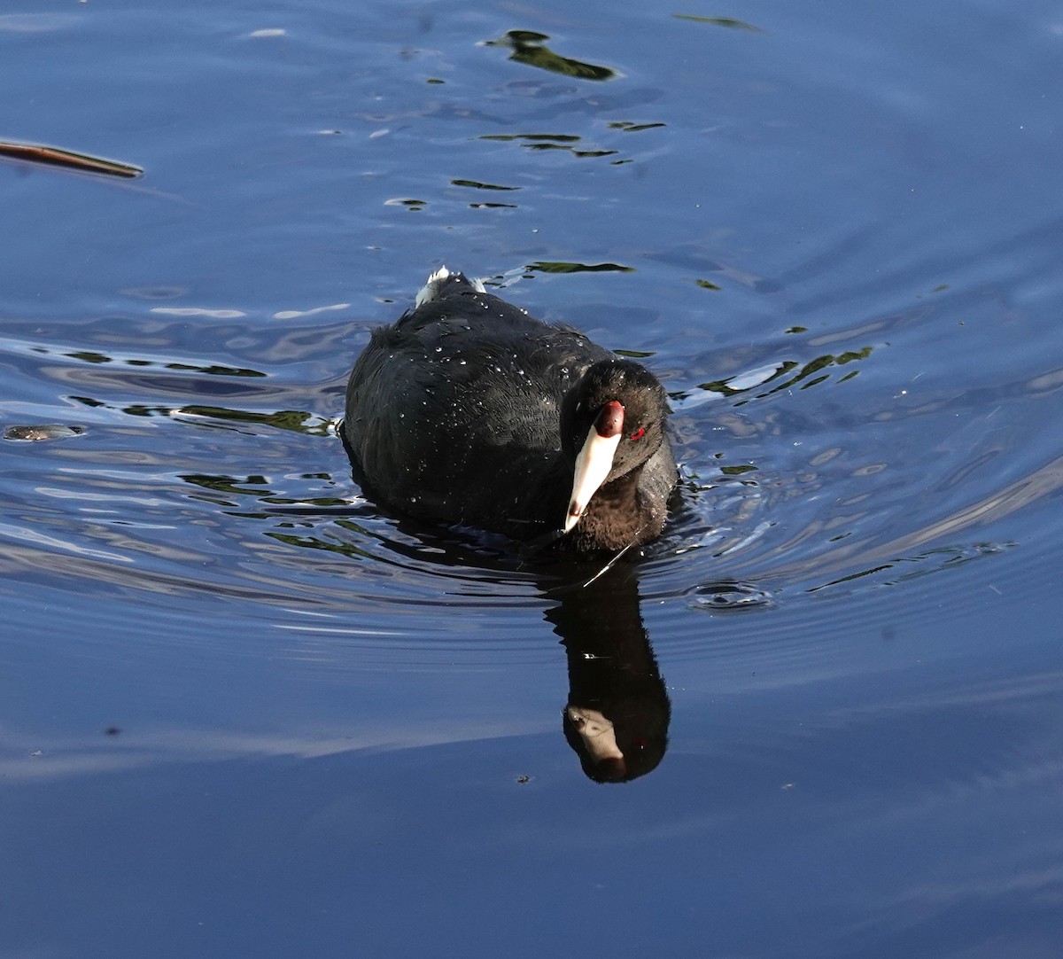 American Coot - ML622049956