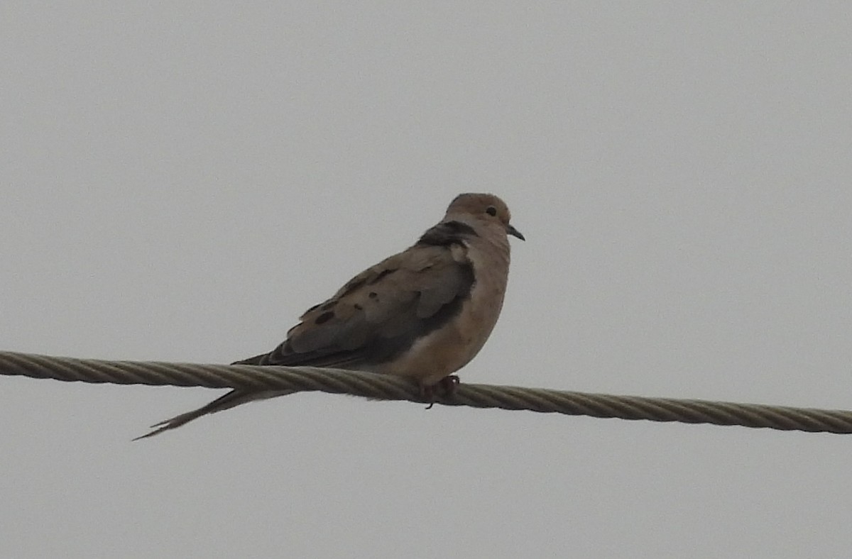 Mourning Dove - ML622049957