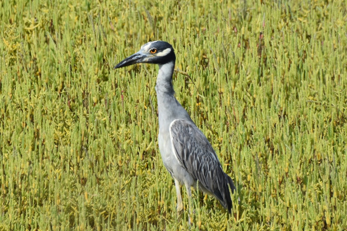 Yellow-crowned Night Heron - Davis Provan