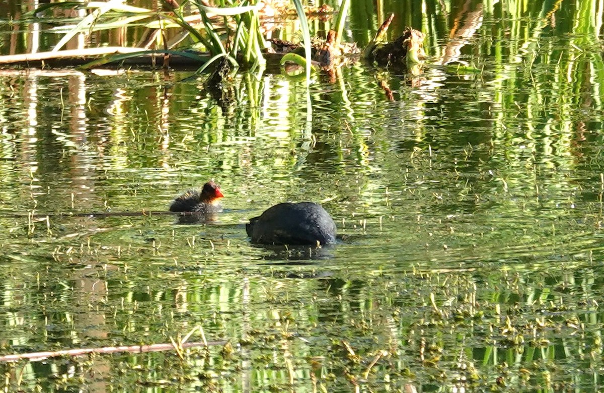 American Coot - Diane Stinson