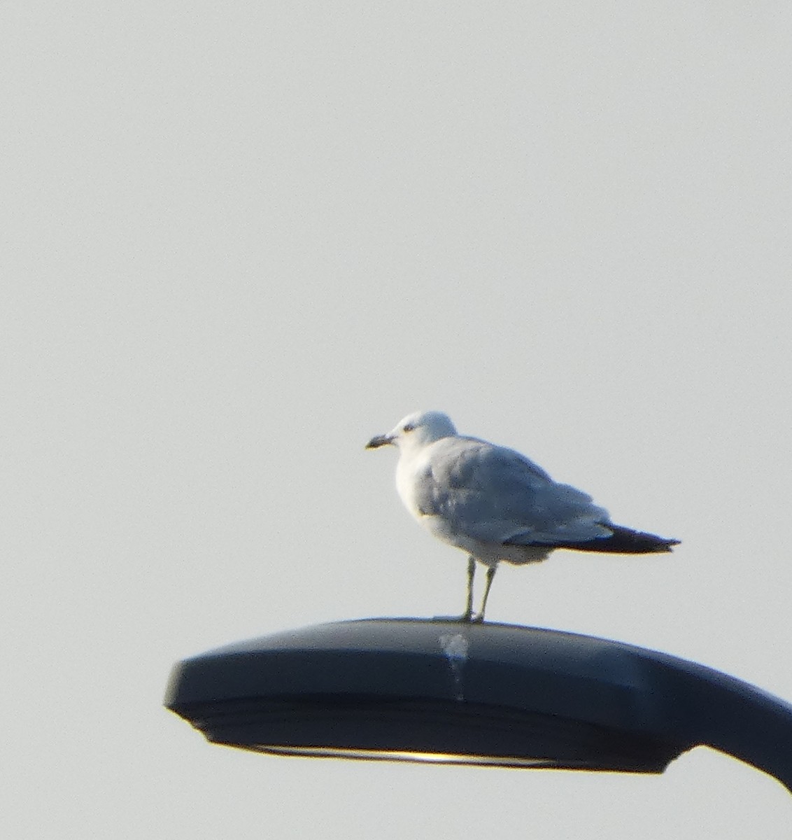 Ring-billed Gull - ML622049960