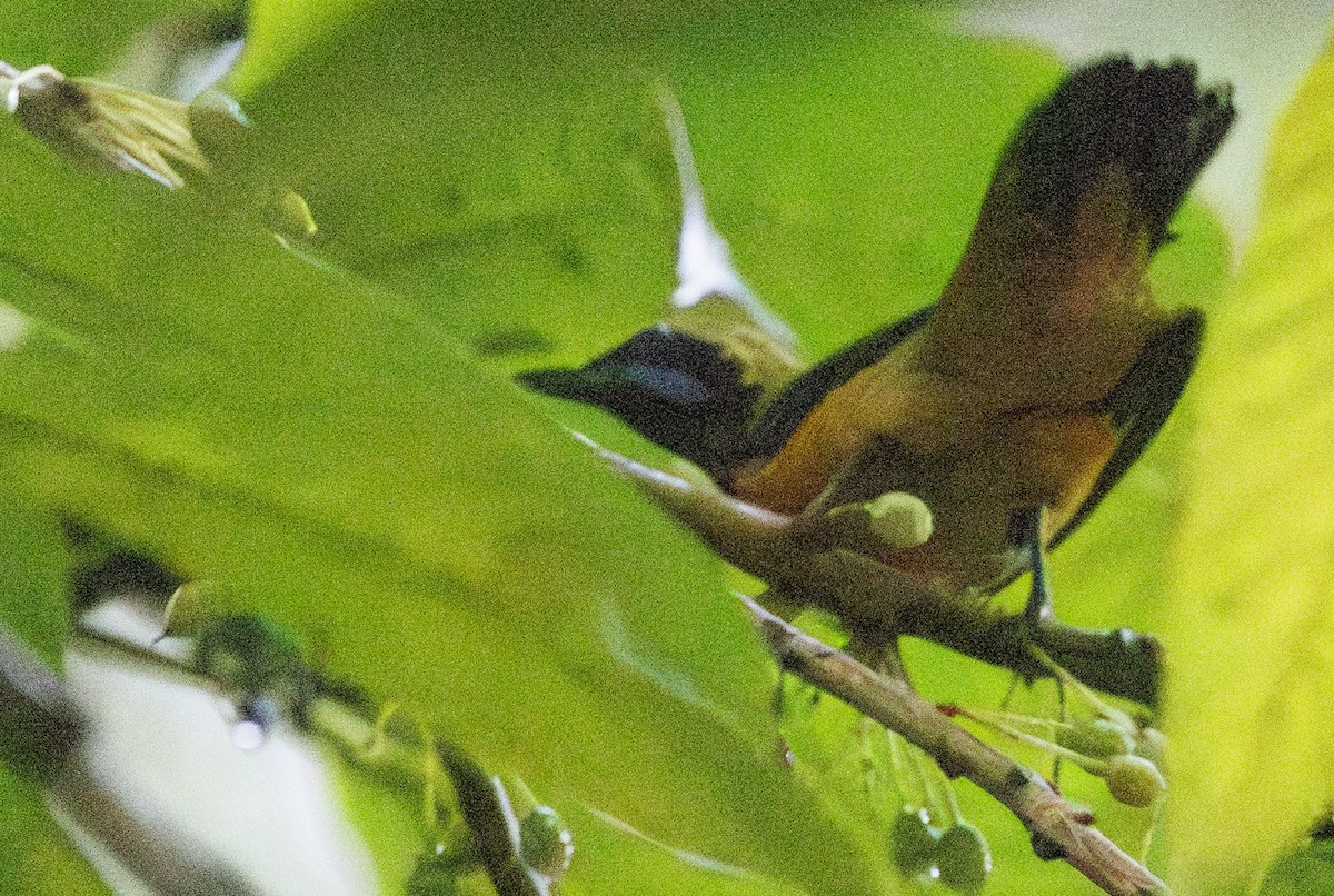 Orange-bellied Leafbird - ML622049961