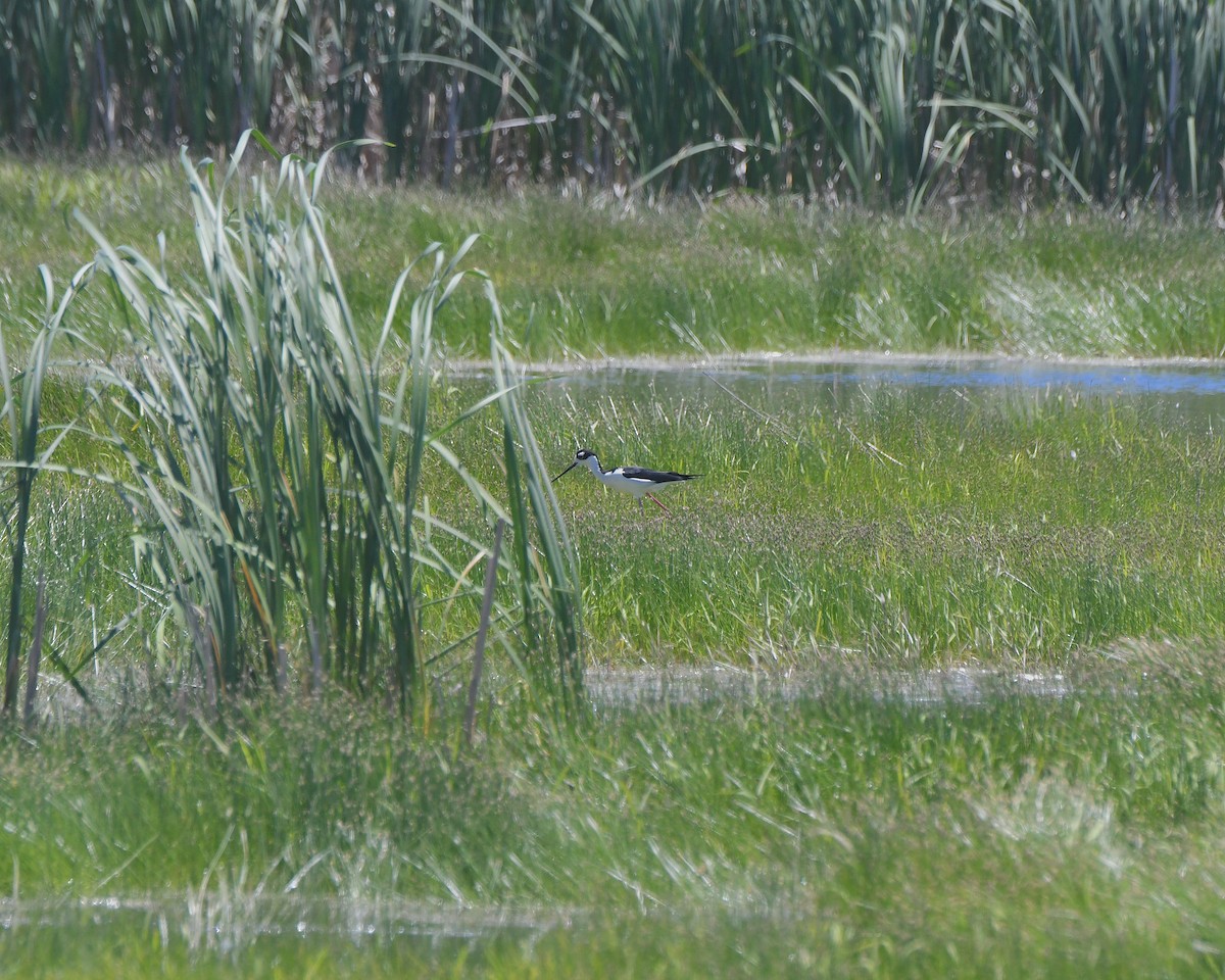 Black-necked Stilt - ML622049962