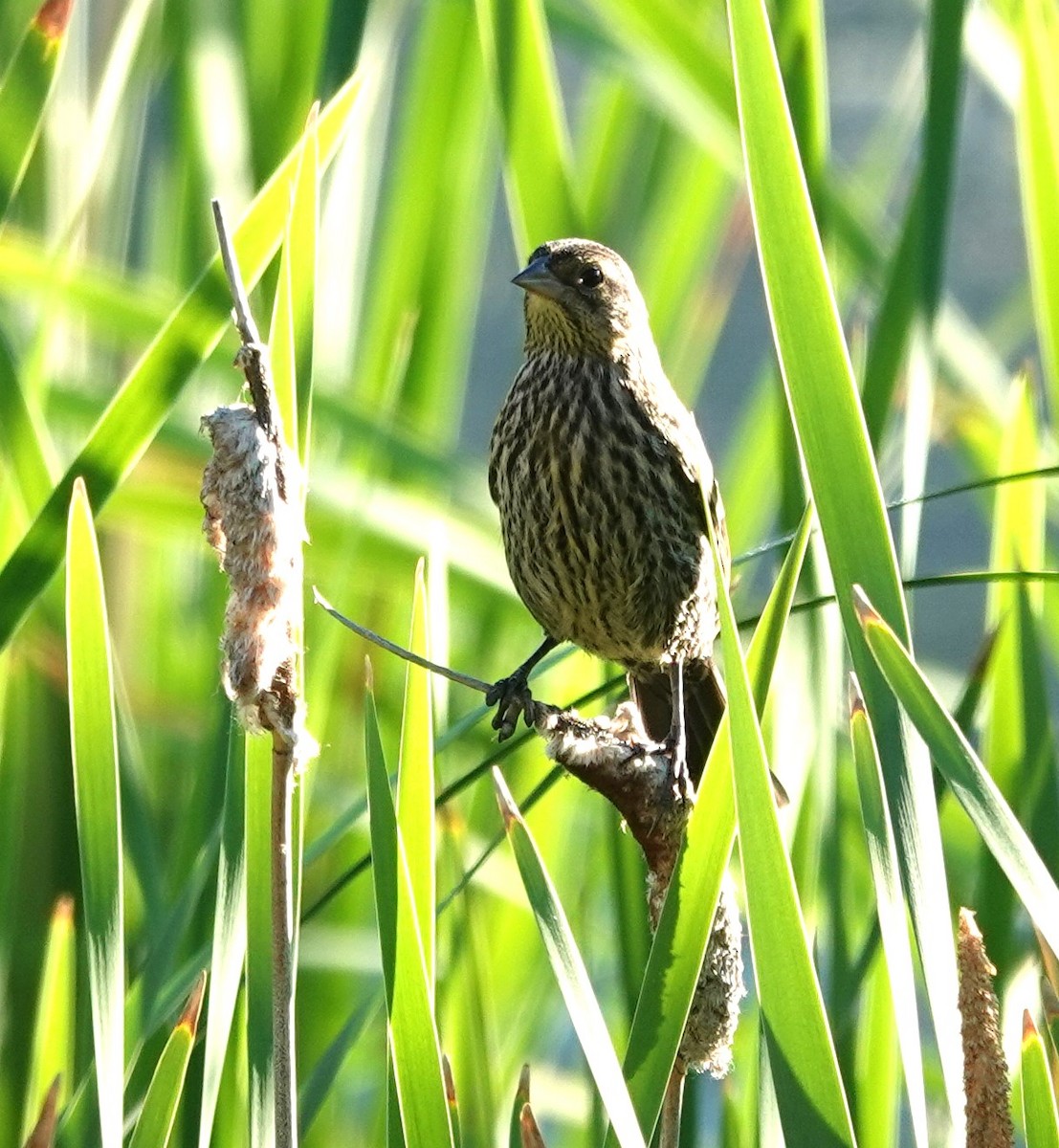 Red-winged Blackbird - ML622049963