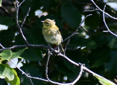 Tennessee Warbler - ML622049964