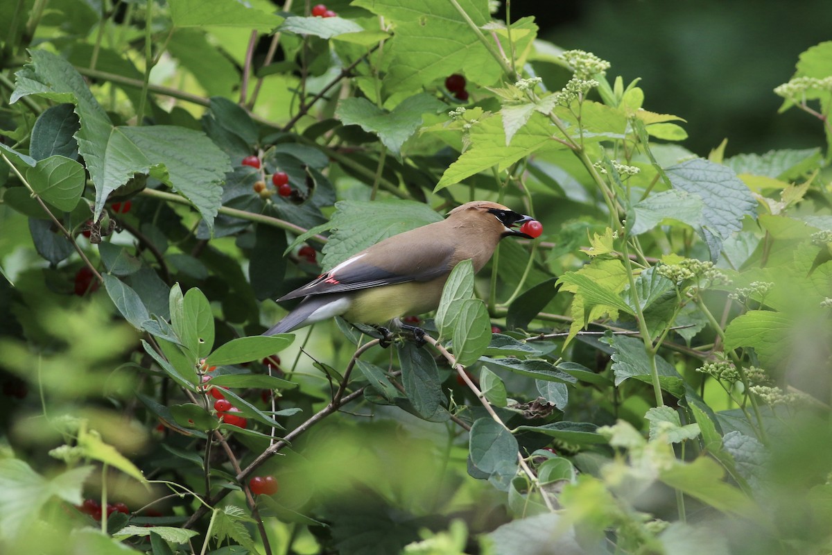 Cedar Waxwing - Max Epstein