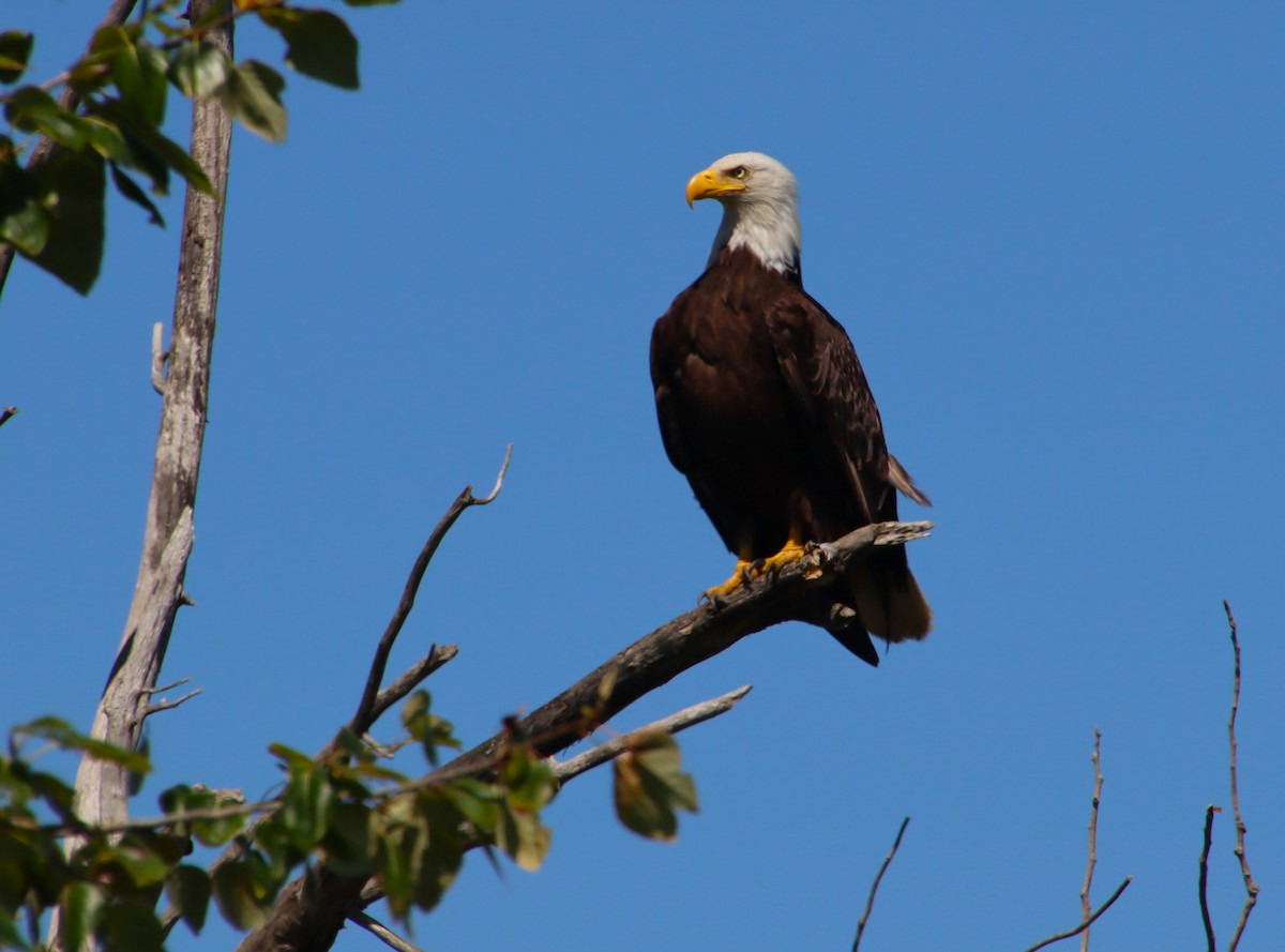 Weißkopf-Seeadler - ML622049969