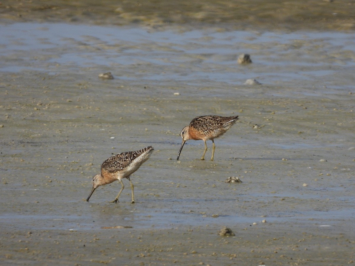 Short-billed Dowitcher - ML622049971