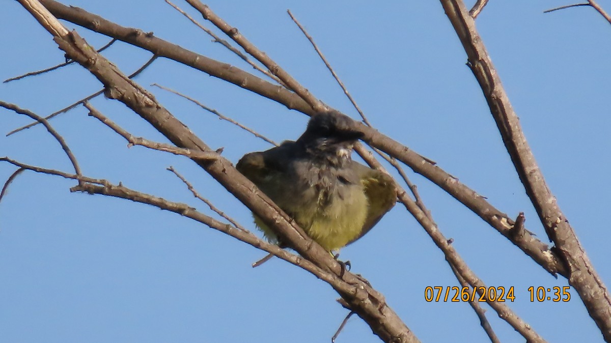 Cassin's Kingbird - ML622049973