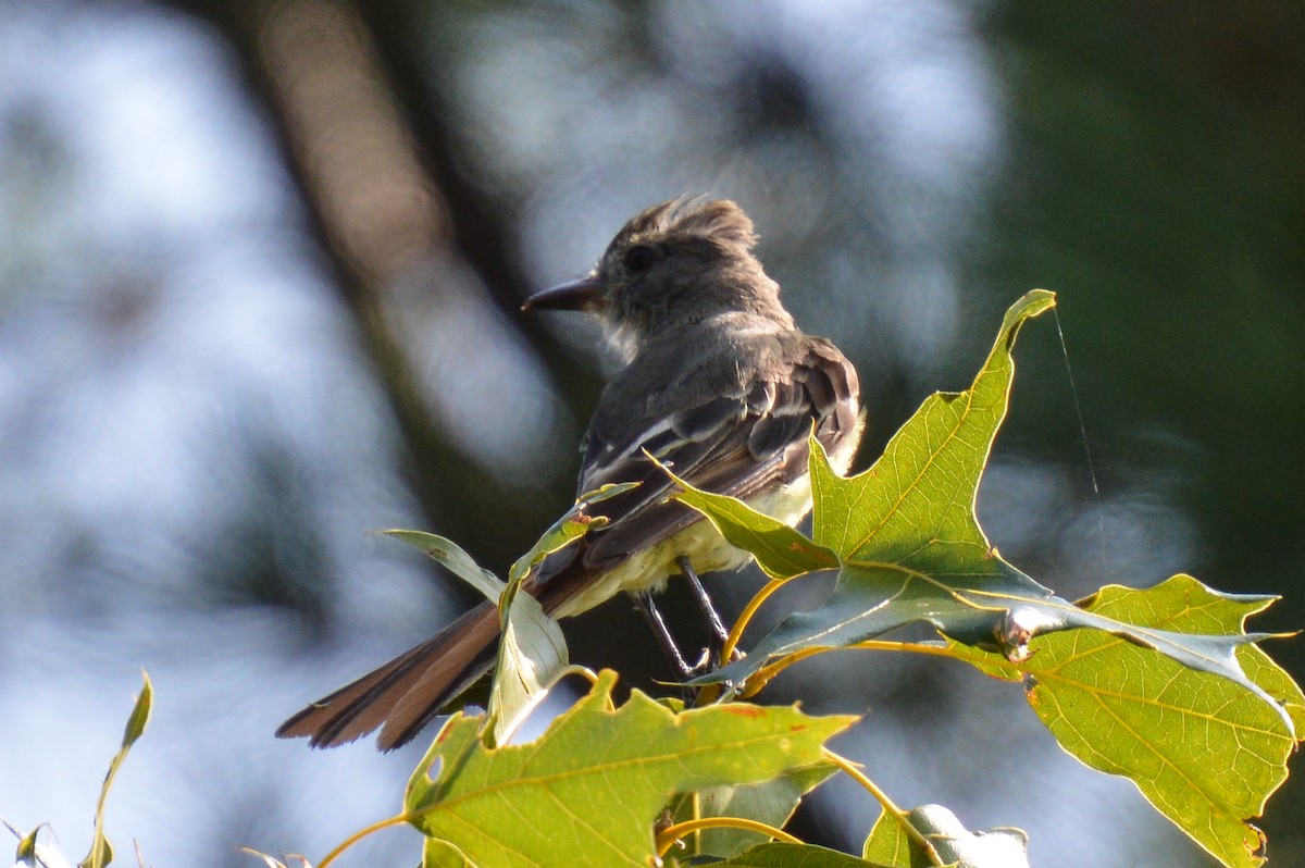 Great Crested Flycatcher - ML622049976