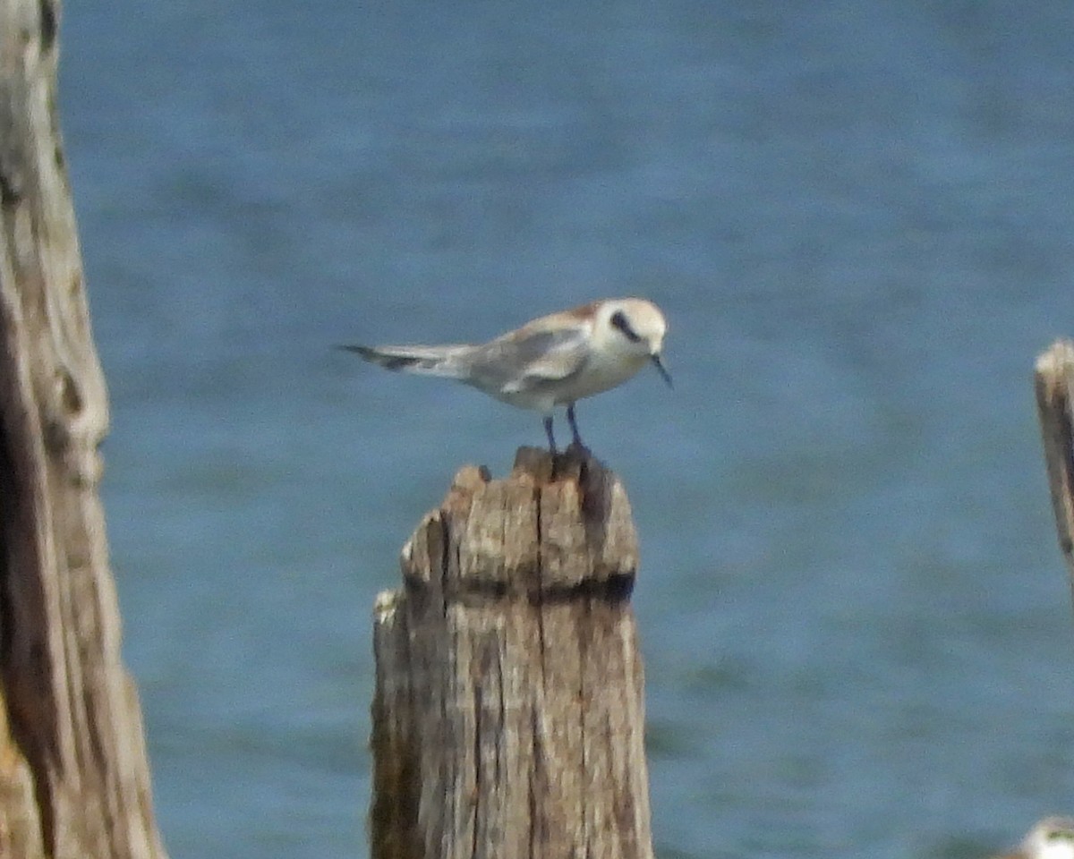 Forster's Tern - ML622049977