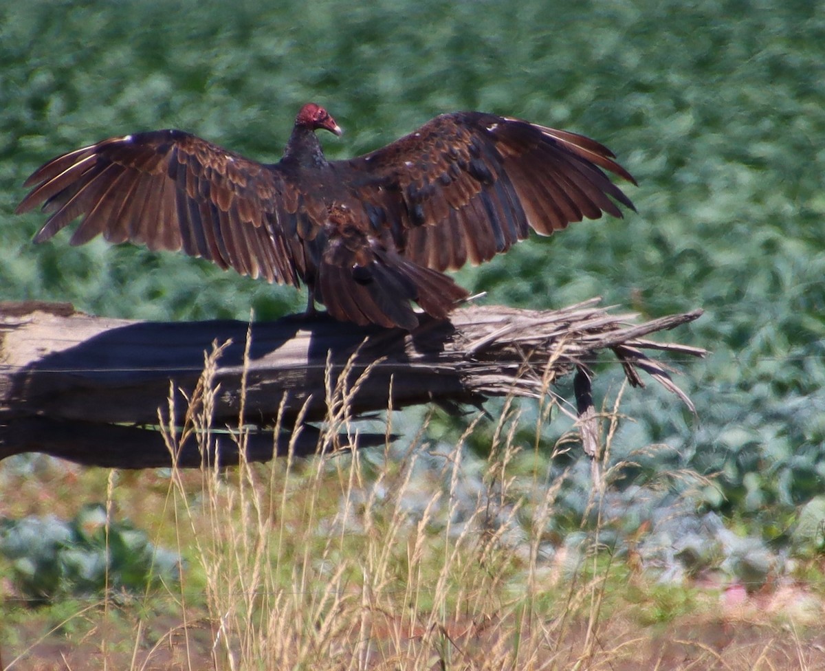 Turkey Vulture - ML622049978