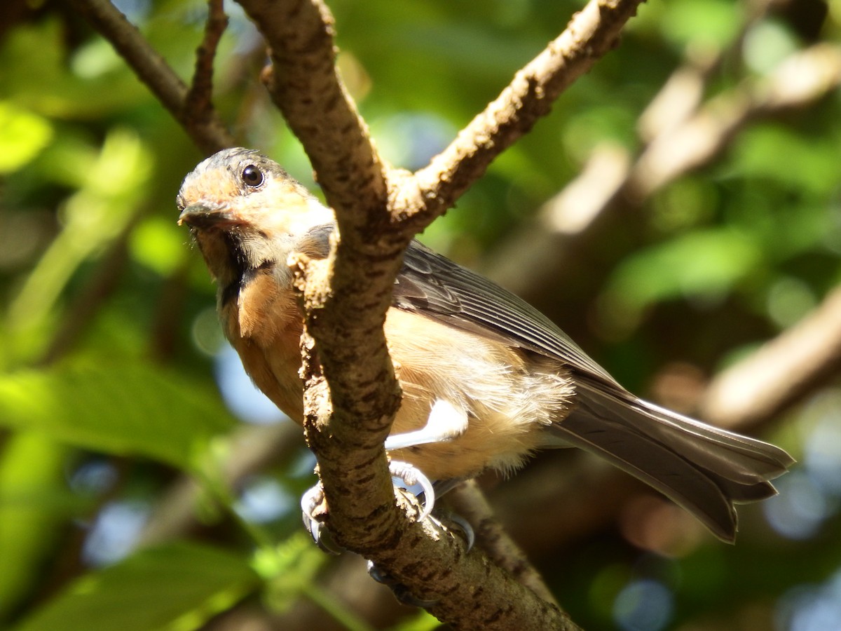 Owston's Tit - ML622049980