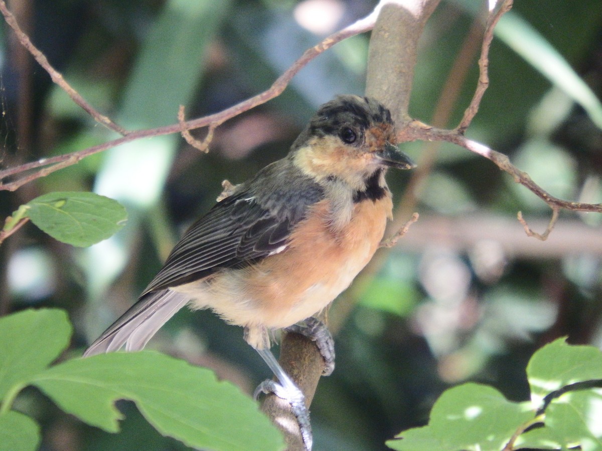 Owston's Tit - ML622049981