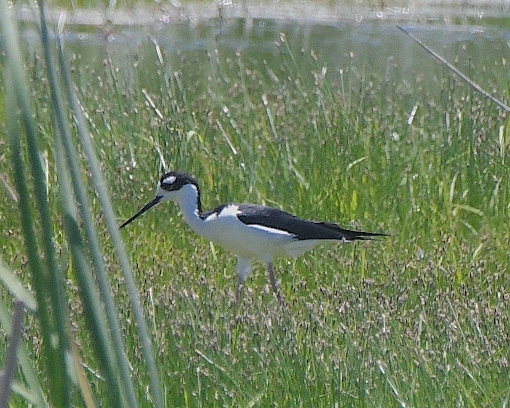 Schwarznacken-Stelzenläufer - ML622049982