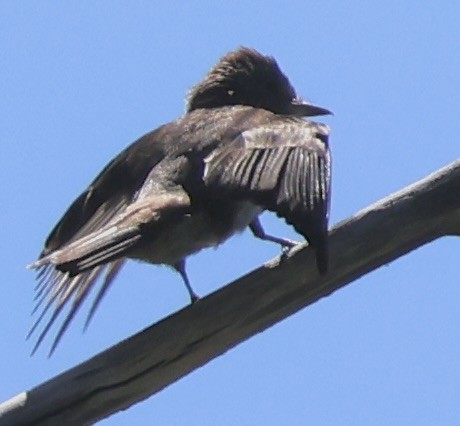 Western Wood-Pewee - ML622049983