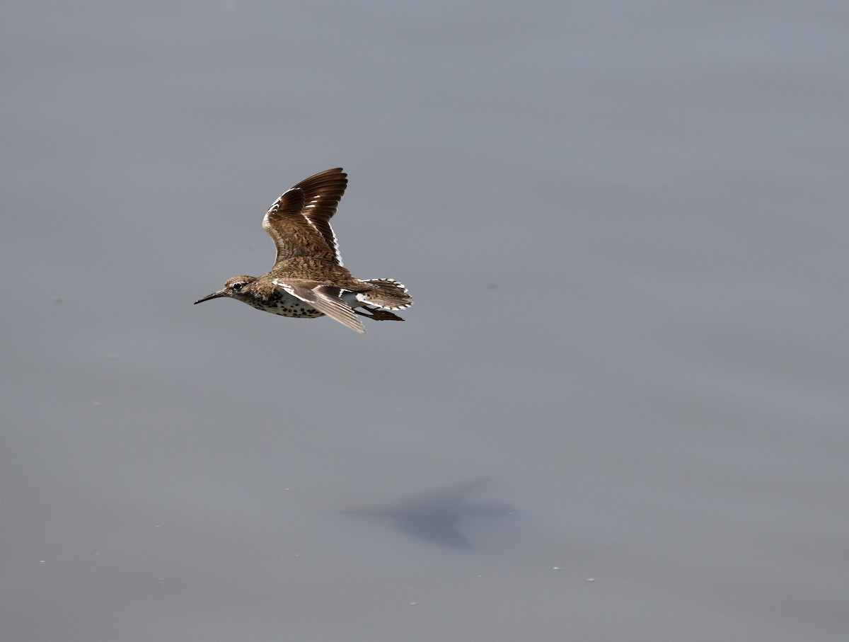 Spotted Sandpiper - ML622049985