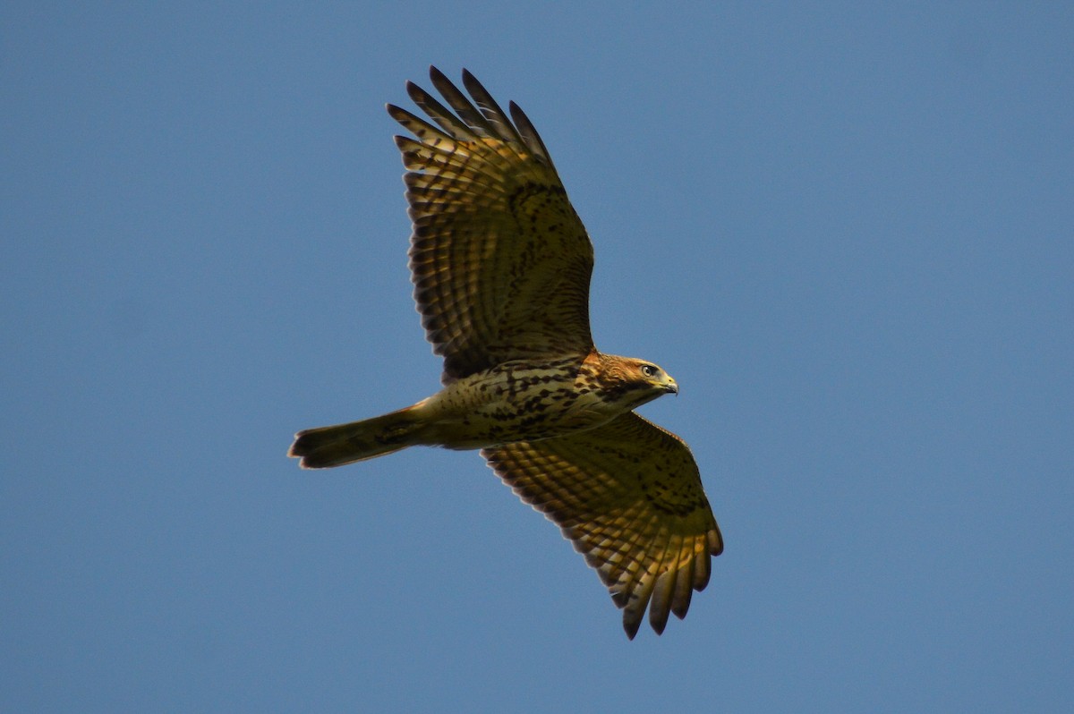 Red-tailed Hawk - ML622049986