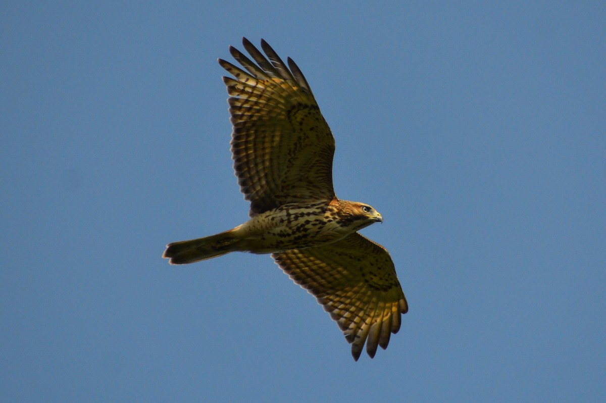 Rotschwanzbussard - ML622049986