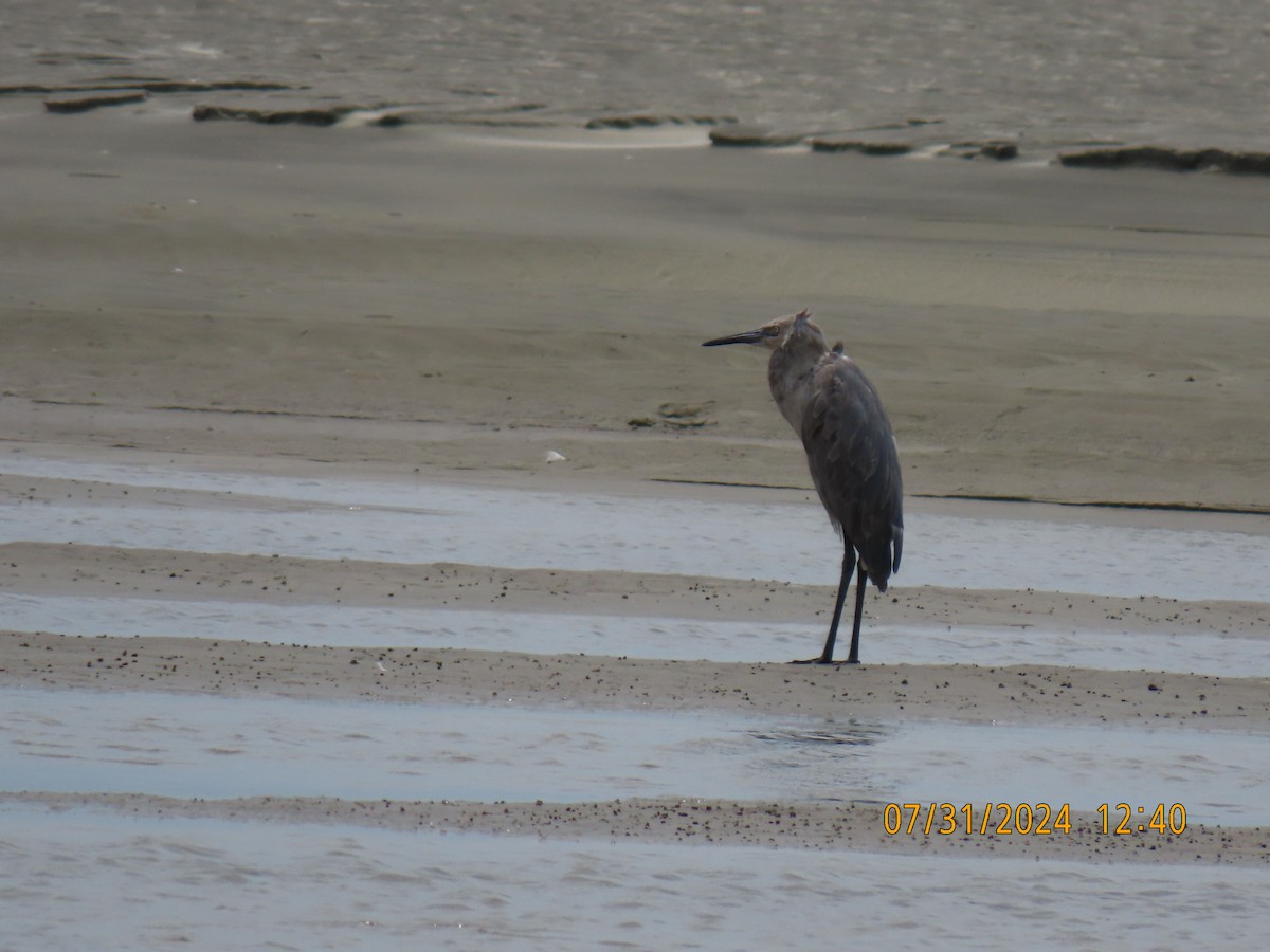 Reddish Egret - ML622049987