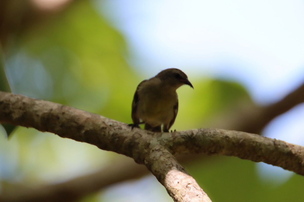 Bananaquit - ML622049988