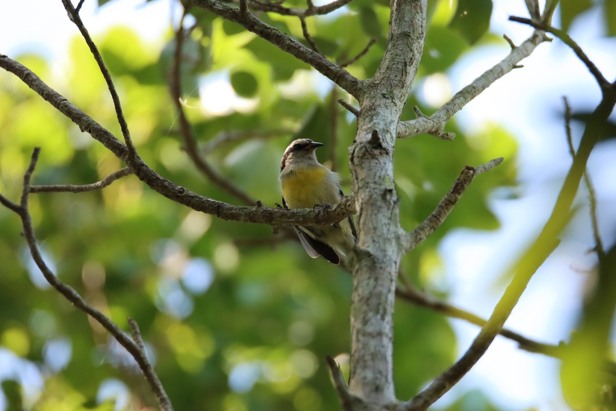 Bananaquit - John Keegan