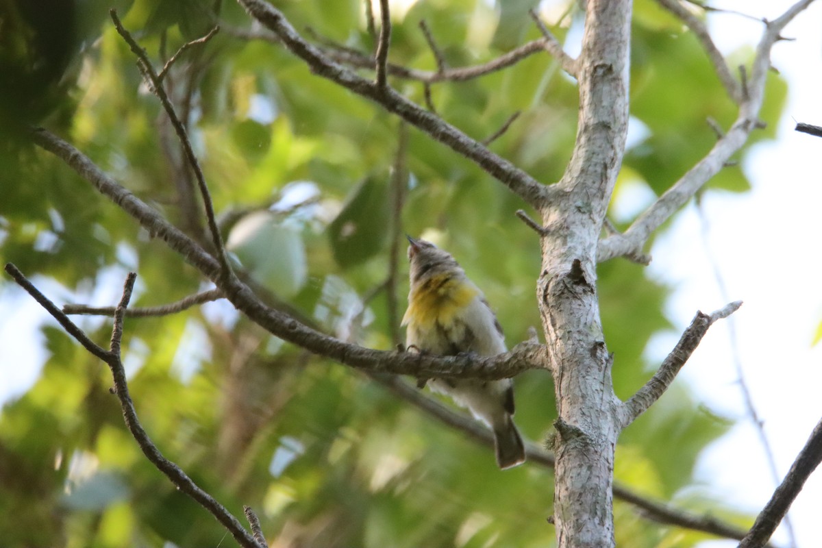 Zuckervogel - ML622049990