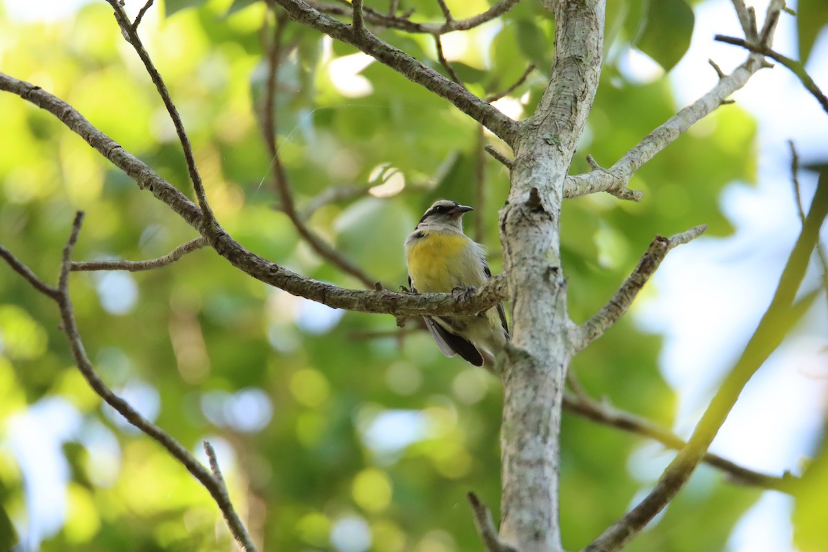 Bananaquit - ML622049991