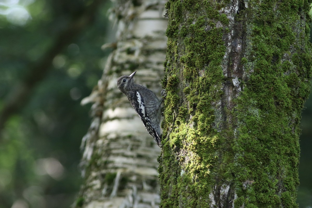 Yellow-bellied Sapsucker - ML622049993