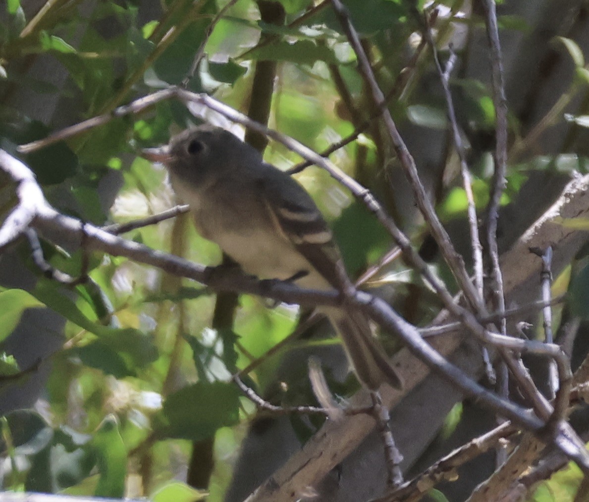 Dusky Flycatcher - ML622049994