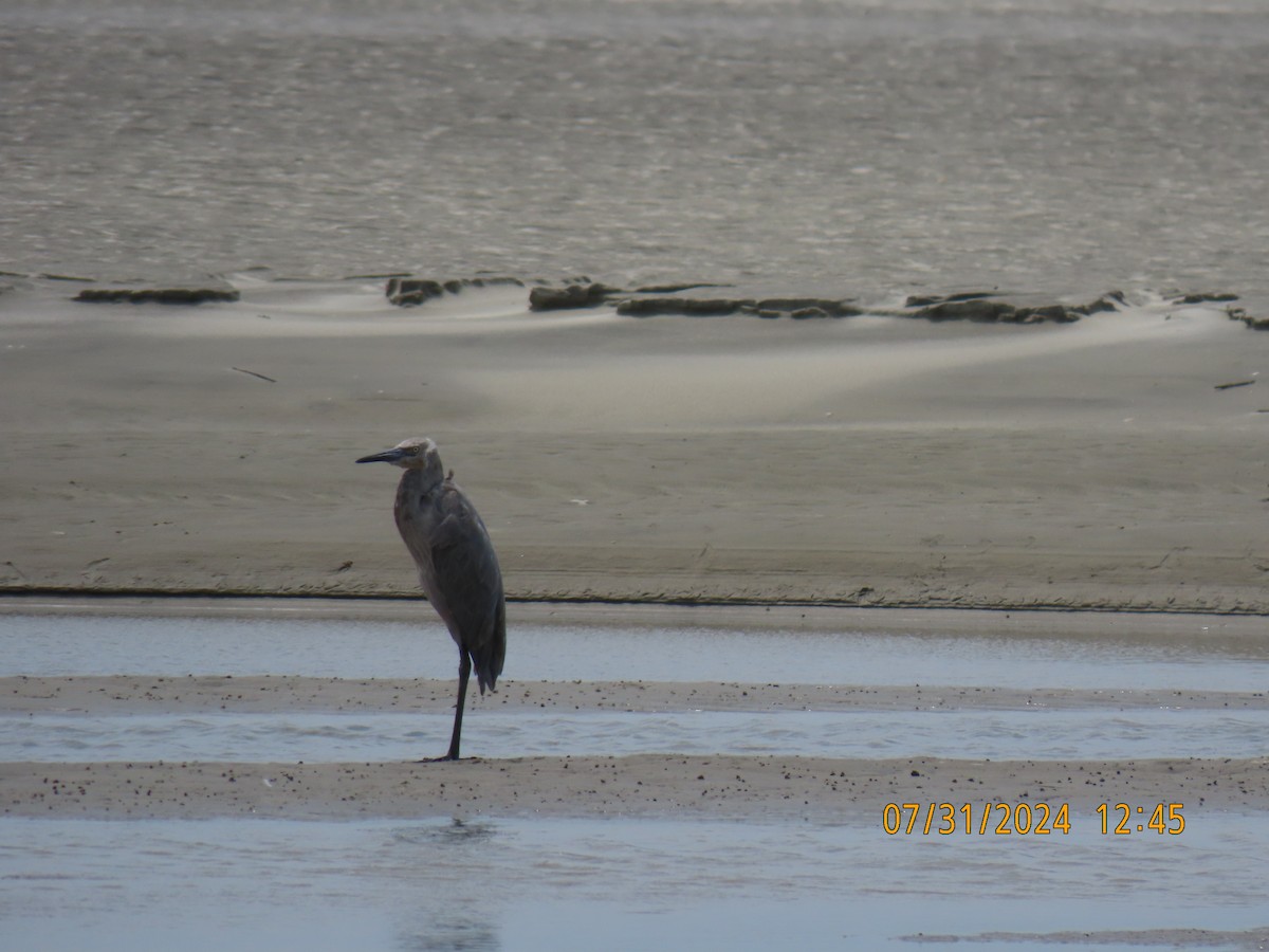 Reddish Egret - ML622049998