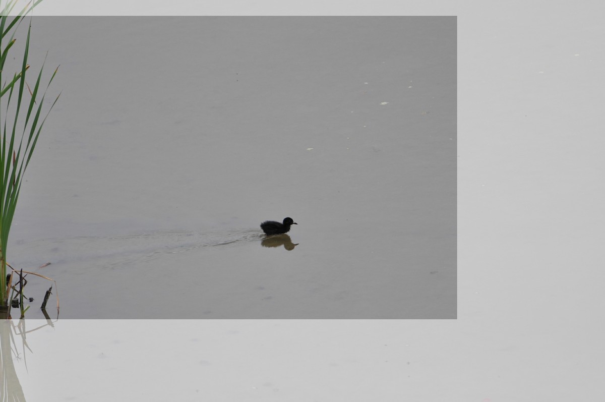 Virginia Rail - Peter Wynne