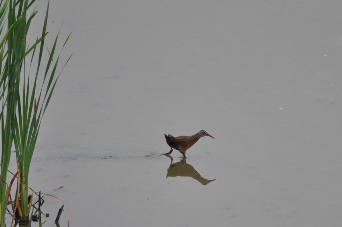 Virginia Rail - ML622050007