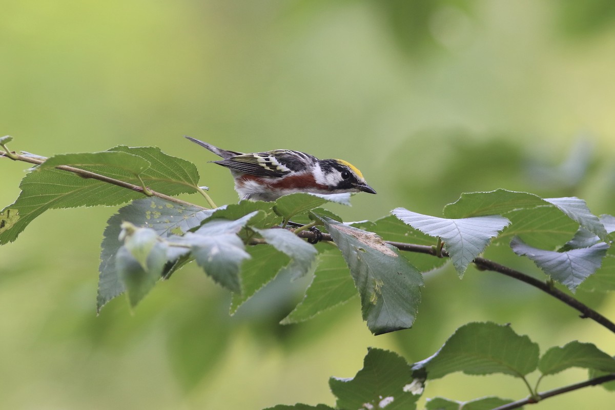 Chestnut-sided Warbler - ML622050008