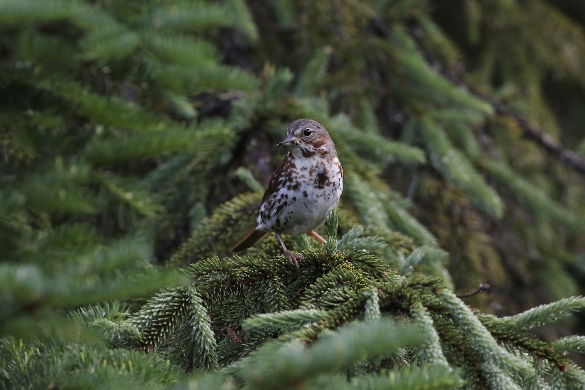 Fox Sparrow (Red) - Max Epstein