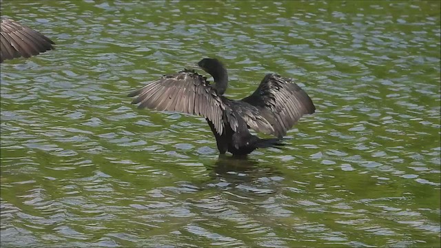 Neotropic Cormorant - ML622050028