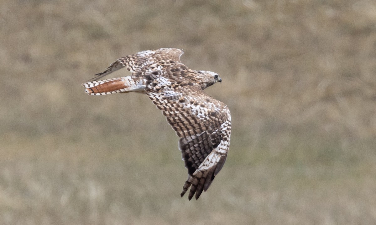 Rotschwanzbussard - ML622050032