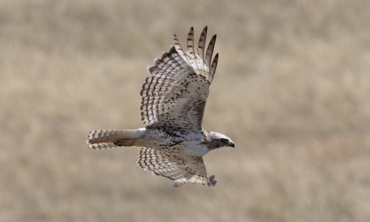 Rotschwanzbussard - ML622050033