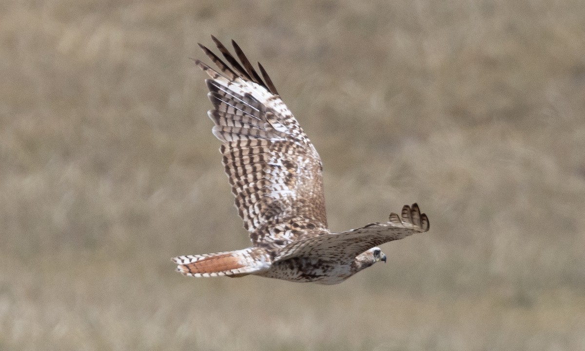 Rotschwanzbussard - ML622050034