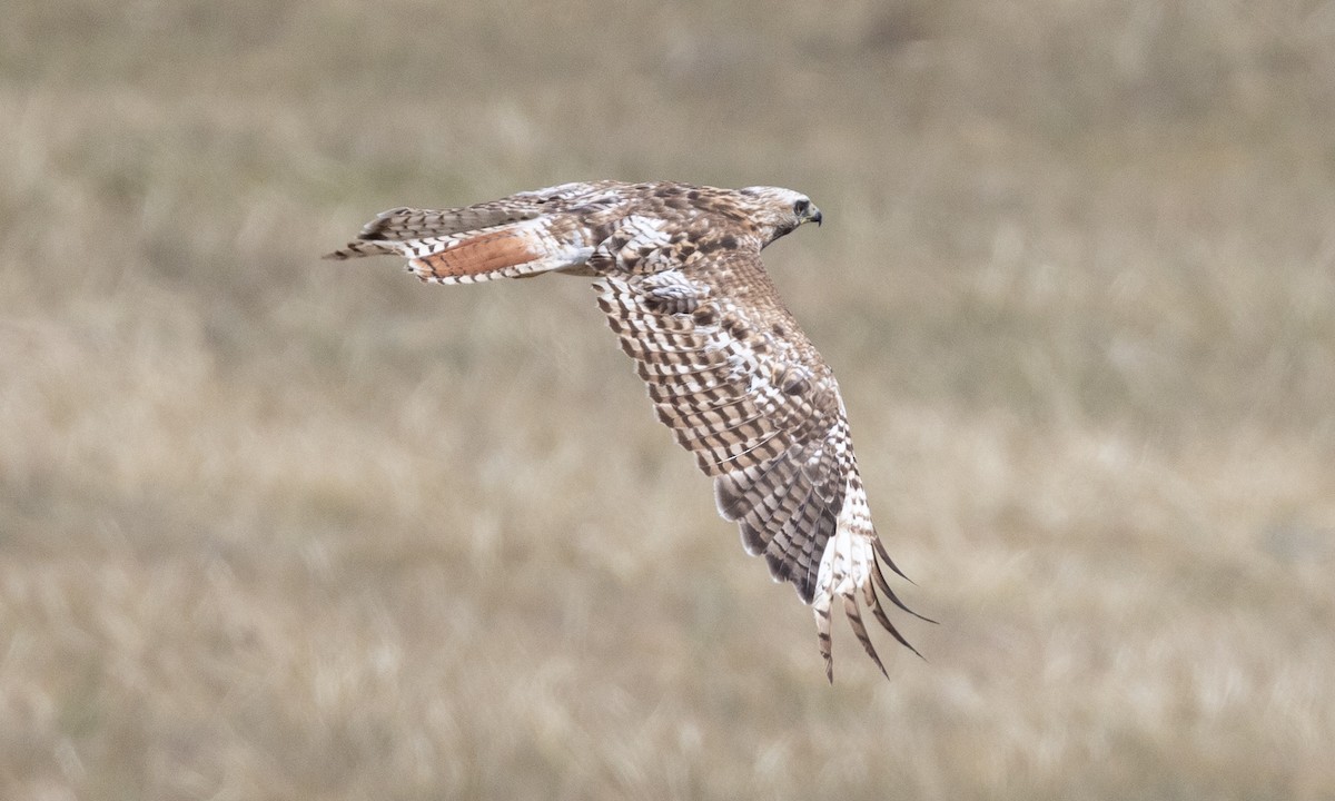 Rotschwanzbussard - ML622050036