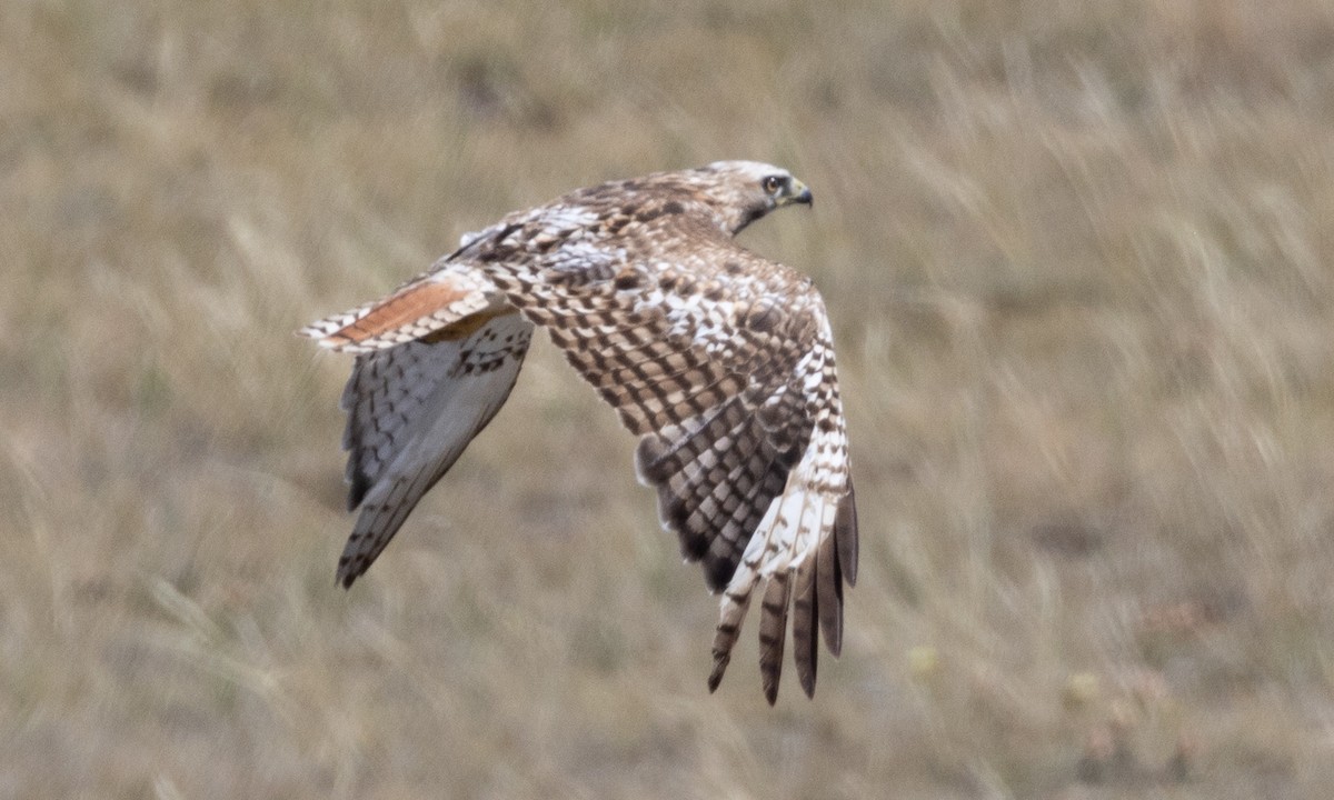 Rotschwanzbussard - ML622050038