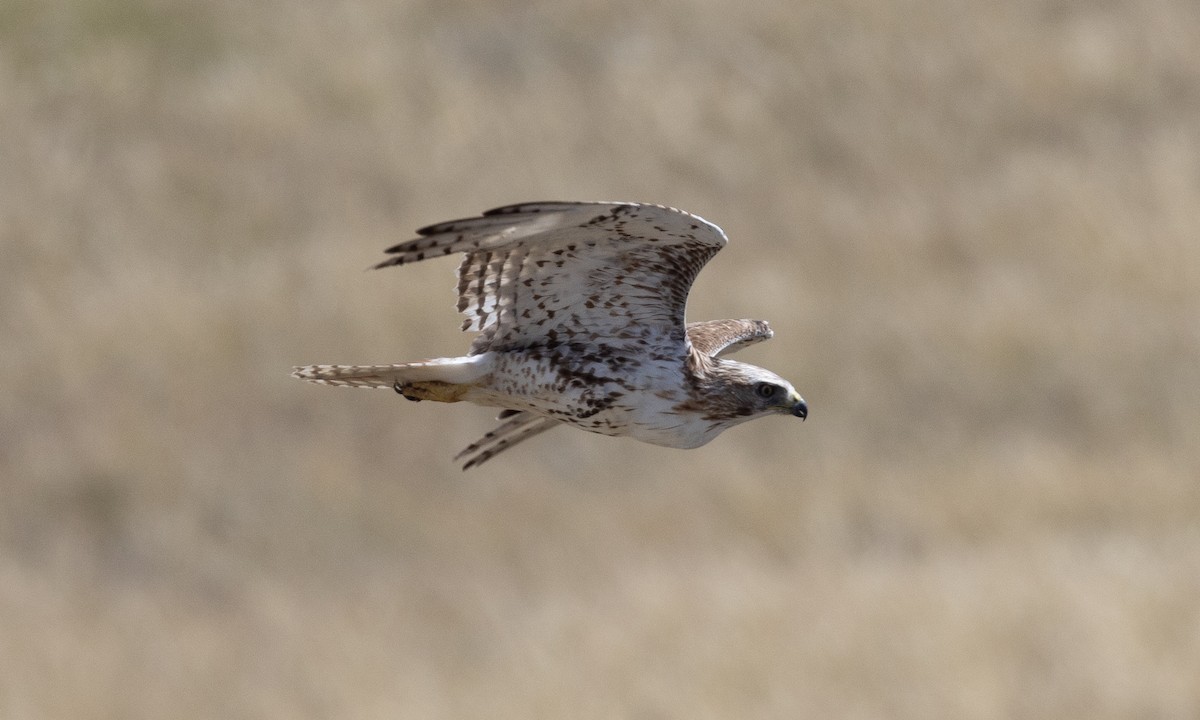 Rotschwanzbussard - ML622050039