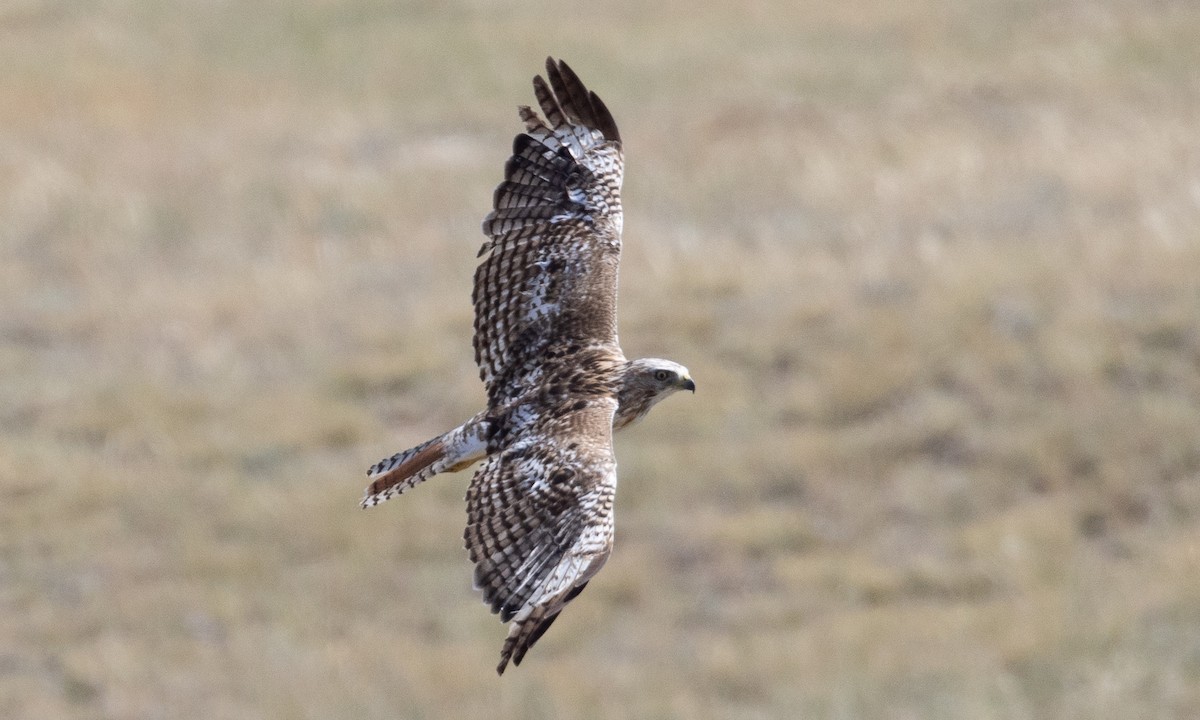 Rotschwanzbussard - ML622050040