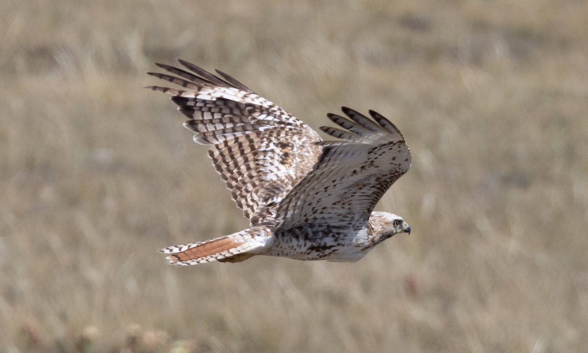 Rotschwanzbussard - ML622050041