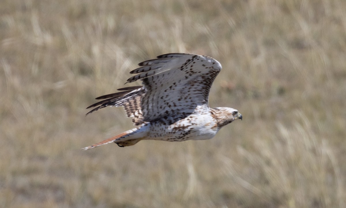 Rotschwanzbussard - ML622050042